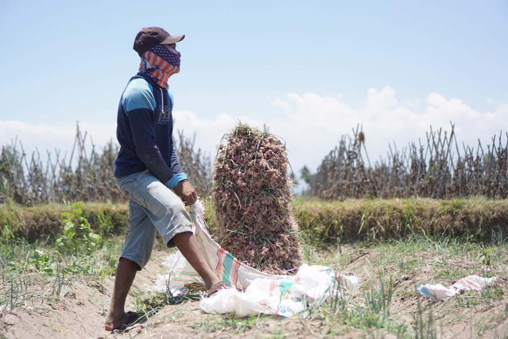 PANEN: Seorang petani sedang memanen tanaman bawangnya di Desa Tirtanadi, Kecamatan Labuhan Haji. (Dok Lombok Post)