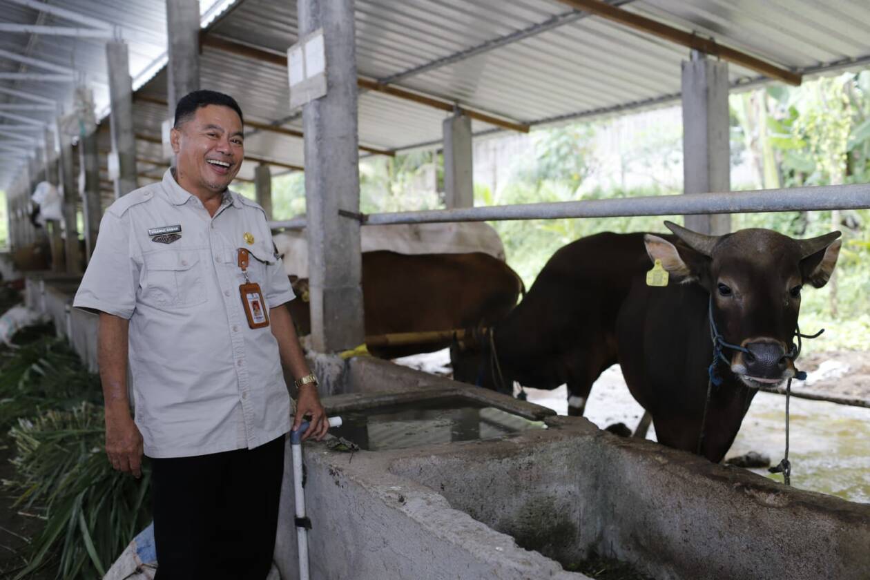CEK SAPI: Kepala Dinas Peternakan dan Kesehatan Hewan drh Khairul Akbar saat mengecek kandang sapi bantuan pemerintah pusat di Desa Pengengat, Lombok Tengah. (Diskominfotik NTB untuk Lombok Post)
