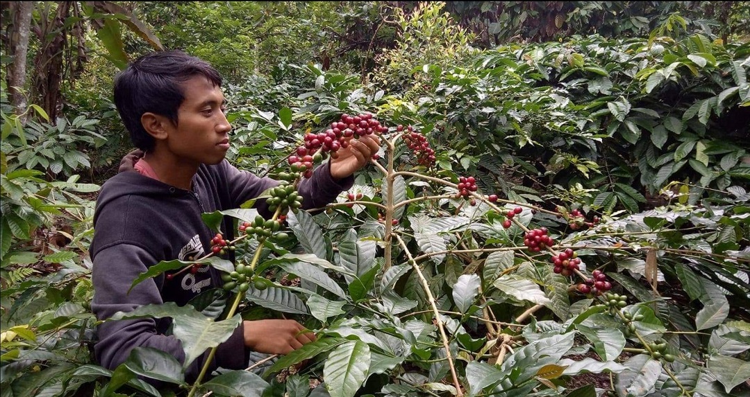 CEK BIJI KOPI: Seorang petani kopi milenial di Sajang, Sembalun, Lombok Timur, beberapa waktu lalu.(RUSLAN FOR LOMBOK POST)