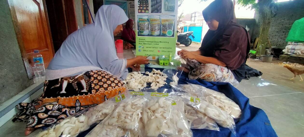 UNTUK SUPERMARKET: Owner UD Difiya Jamur Bq Yuliana Fitri (kiri) melakukan pengemasan jamur segar di rumah produksi Lombok Barat,  pekan lalu.(NURUL/LOMBOK POST)