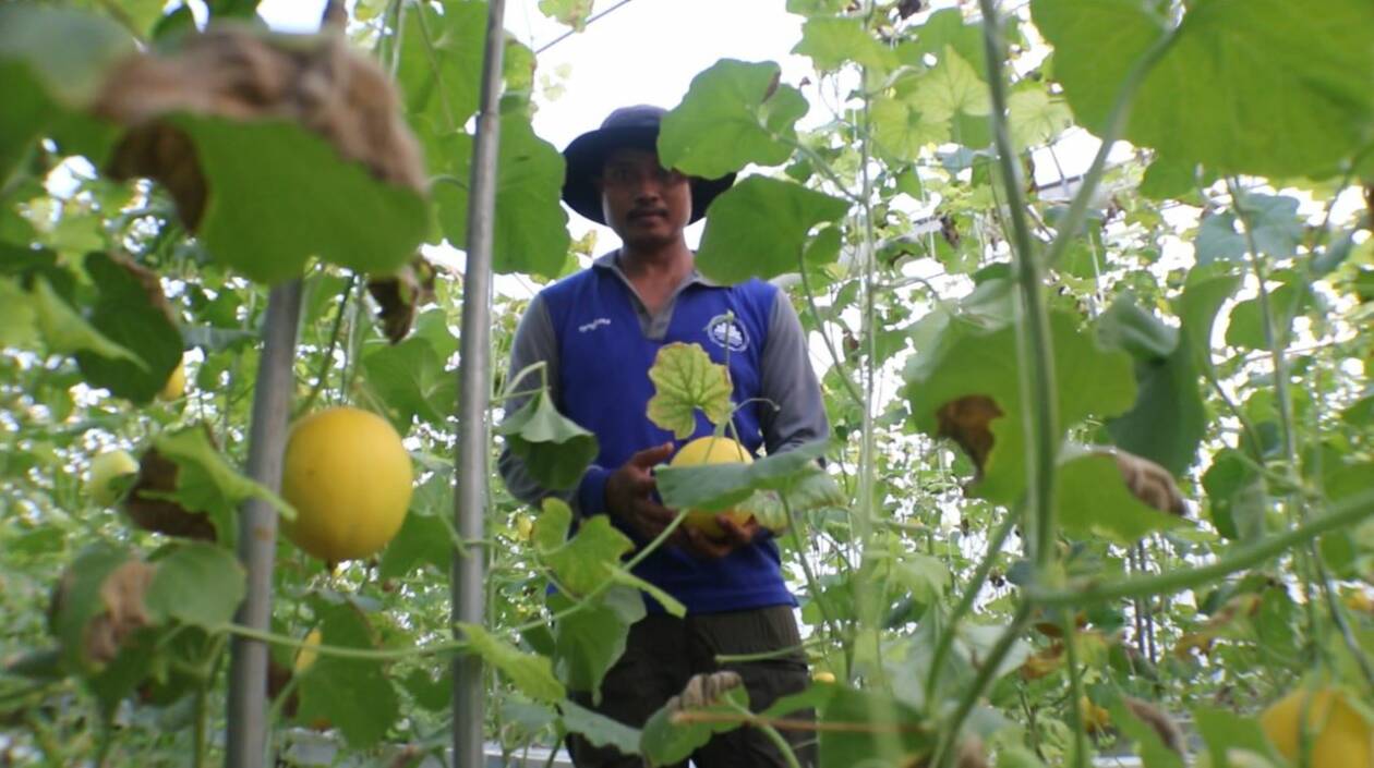BUAH SUPER: Rasudi mantan PMI asal Lombok Barat ini beralih menjadi pembu didaya melon golden di Lombok Barat, (6/2).(DEWI/LOMBOK POST)