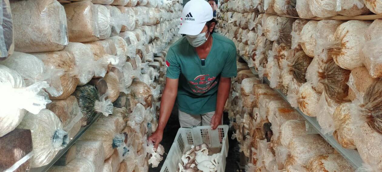 PANEN JAMUR: Owner Jamur Tiram Tunas Muda Ilhamudin panen jamur tiram dan jamur cokelat di Desa Gelogor, Kecamatan Kediri, Lombok Barat, pekan lalu.(NURUL/LOMBOK POST)
