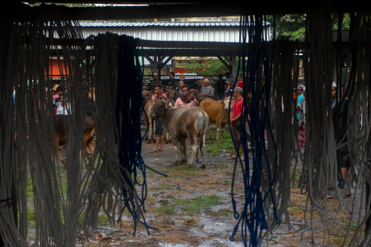 IMPOR SAPI: Pemprov NTB membuka kuota puluhan ribu ekor sapi untuk memenuhi kebutuhan daging sapi di sejumlah wilayah di Indonesia.( Dok/Lombok Post)