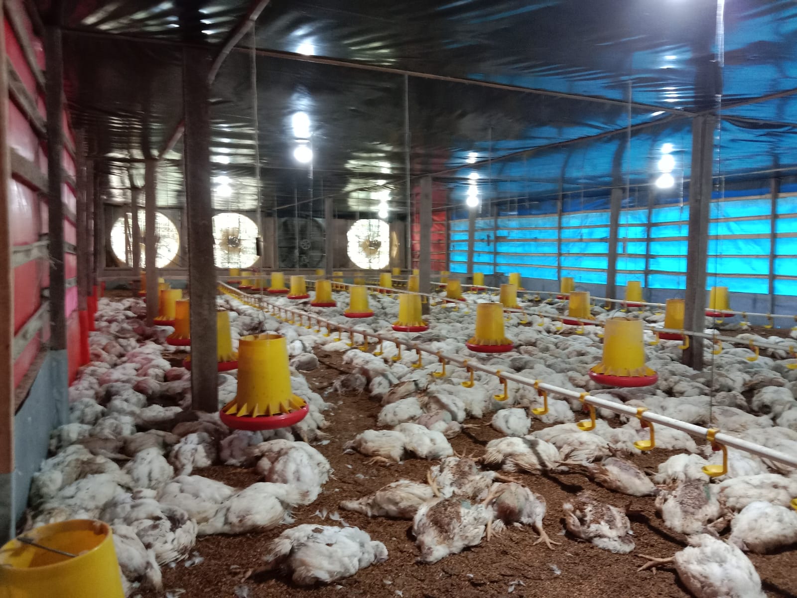 RUGI BESAR: Ribuen ekor ayam milik peternak di Desa Rasabou, Kecamatan Bolo, Bima, mendadak mati. (FIRMAN/LOMBOK POST)