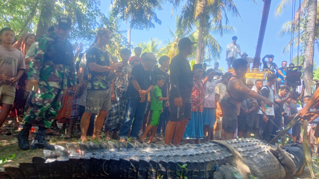 BIKIN RESAH: Buaya muara berukuran empat meter berhasil ditangkap di sungai Tarung Arung, Desa Bangkat Parak, Kecamatan Pujut, Loteng, Minggu (7/5). (Sertu Ahmad Arifin for Lombok Post)
