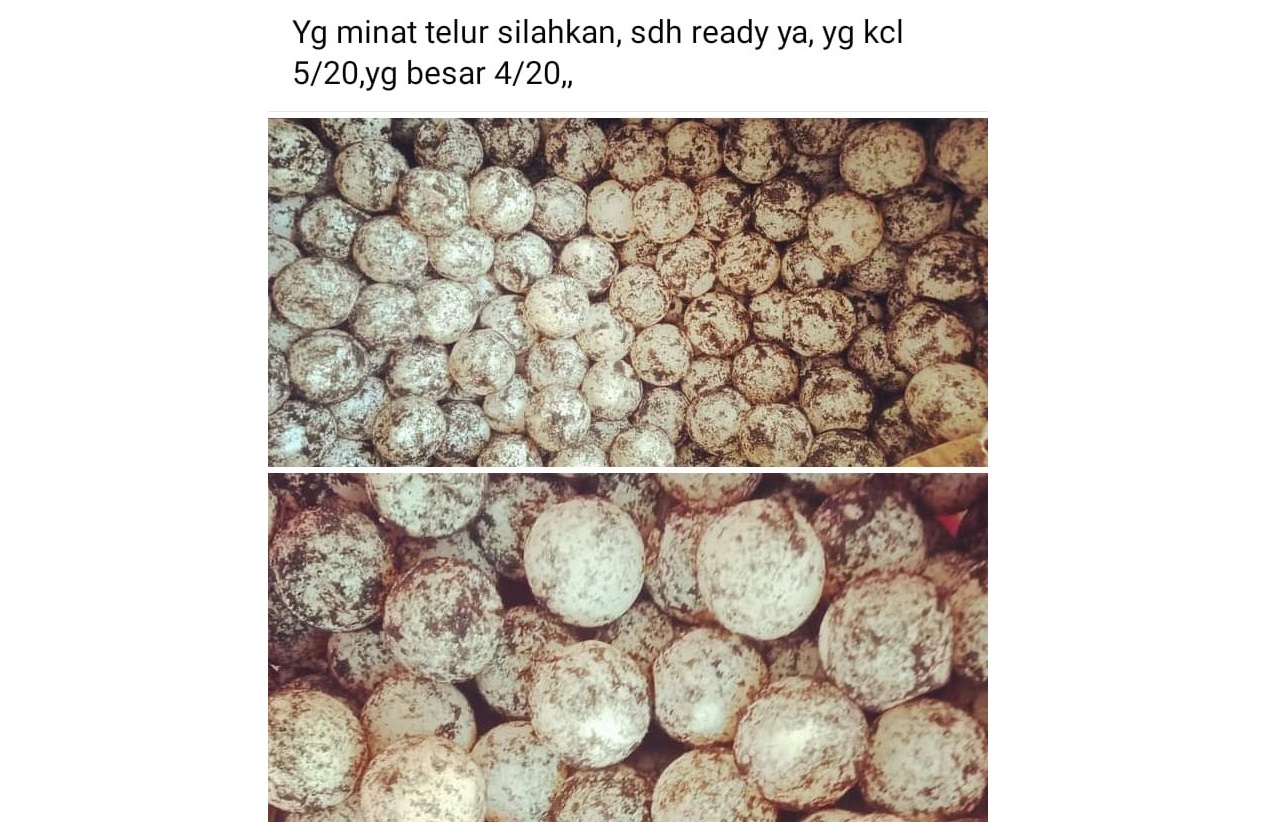 DIJUAL BEBAS: Telur penyu masih dijual bebas. Penjualan telur satwa langka dan dilindungi ini semakin marak melalui akun media sosial terutama facebook. (IST/LOMBOK POST)