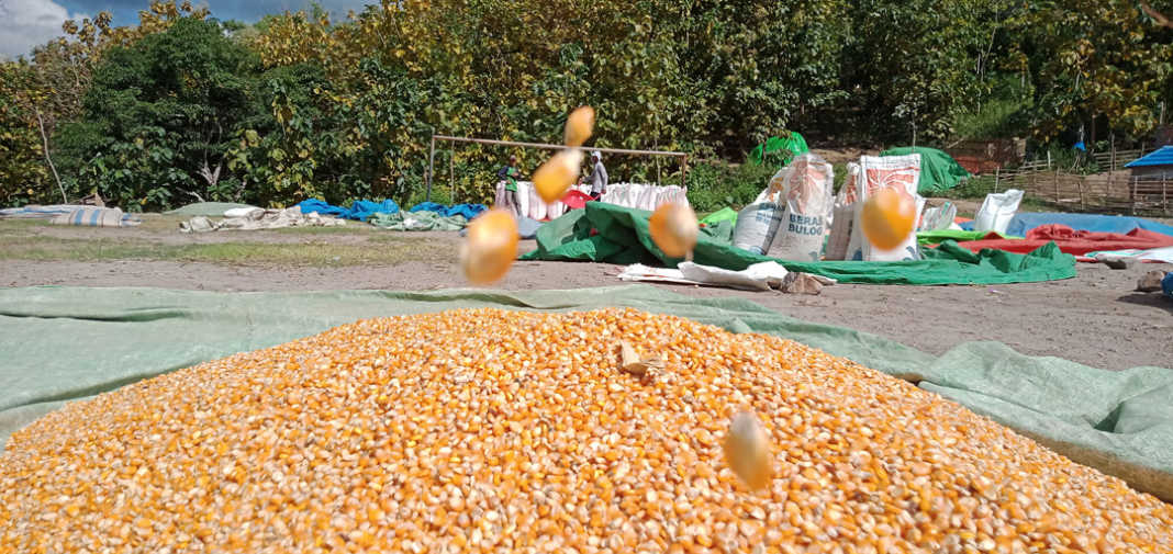 SALAH SATU ANDALANNYA: Hasil pertanian jagung menjadi salah satu andalan Pemkab Dompu dalam mengatasi kemiskinan ekstrem. (DOK/LOMBOK POST)
