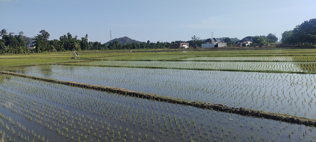HARUS DIPERTAHANKAN: Bentangan lahan persawahan di Lobar. Pemerhati lingkungan menyebutkan, 600 hektare lahan produktif semakin berkurang.(HABIBUL ADNAN/LOMBOK POST)