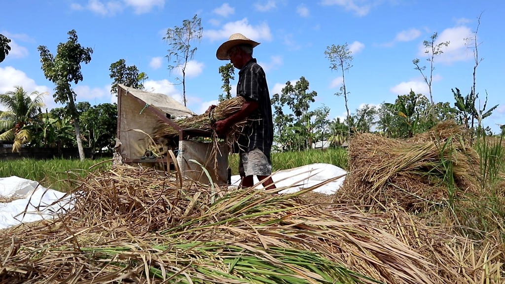 MULAI PANEN: Seorang petani sedang merontokkan padi menggunakan mesin di Desa Tanak Awu, Kecamatan Pujut, Loteng, beberapa waktu lalu. (Dewi/Lombok Post)