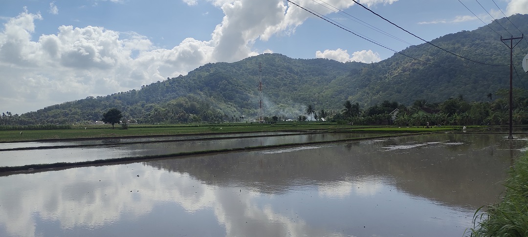 LUMBUNG PANGAN: Petani di Desa Tempos, Kecamatan Gerung tampak sudah mulai tanam padi kembali, setelah beberapa hari lalu selesai panen.(HABIBUL ADNAN LOMBOK POST)
