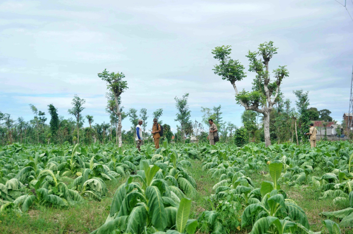 MENYELAMATKAN: Tanaman tembakau milik petani layu akibat hujan yang mengguyur sebagian wilayah Lombok Timur, belum lama ini. (Dok/Lombok Post)