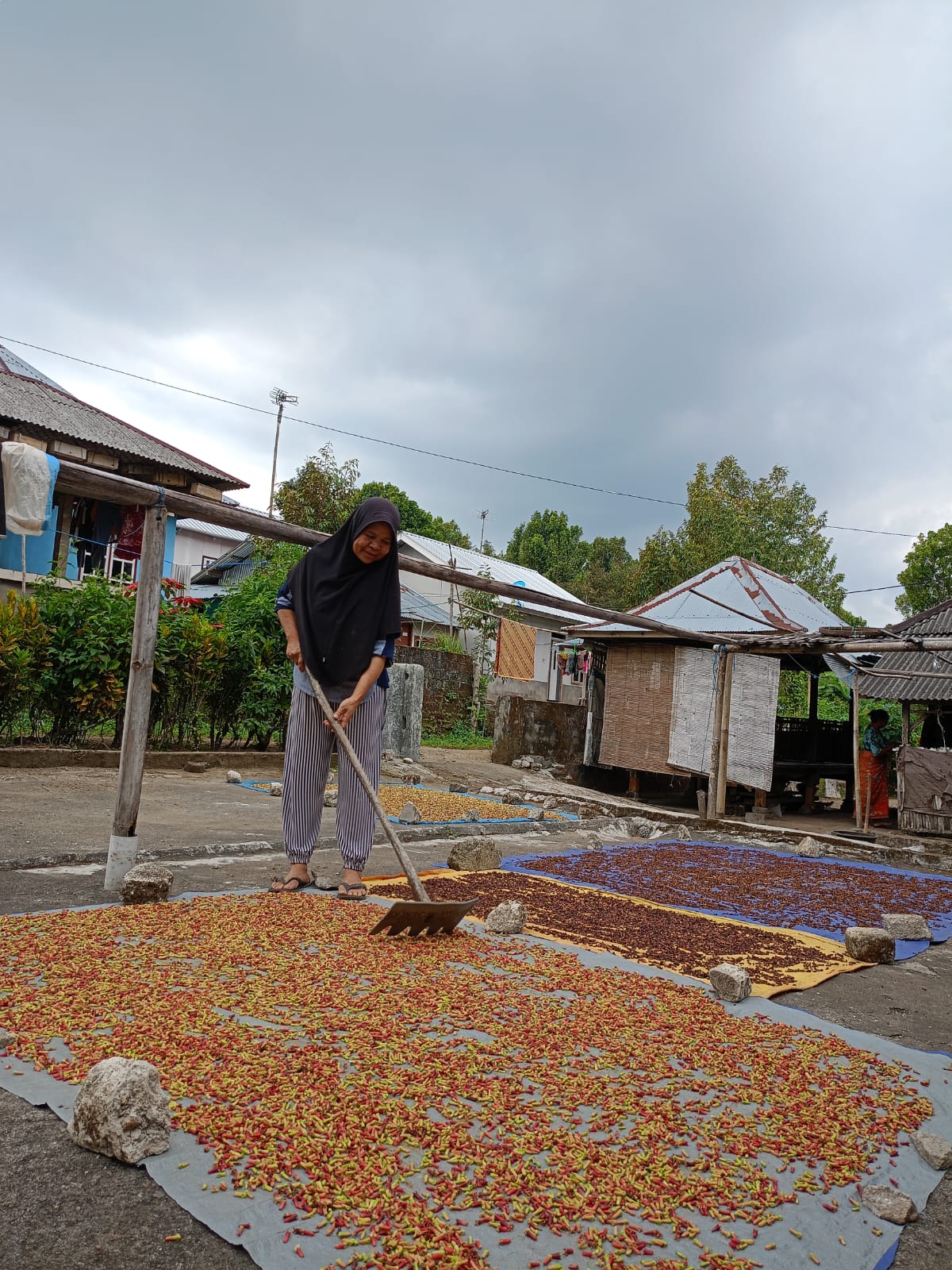 GIAT BEKERJA: Petani cengkeh di Desa Selelos, Kecamatan Gangga, Kabupaten Lombok Utara melakukan proses penjemuran.