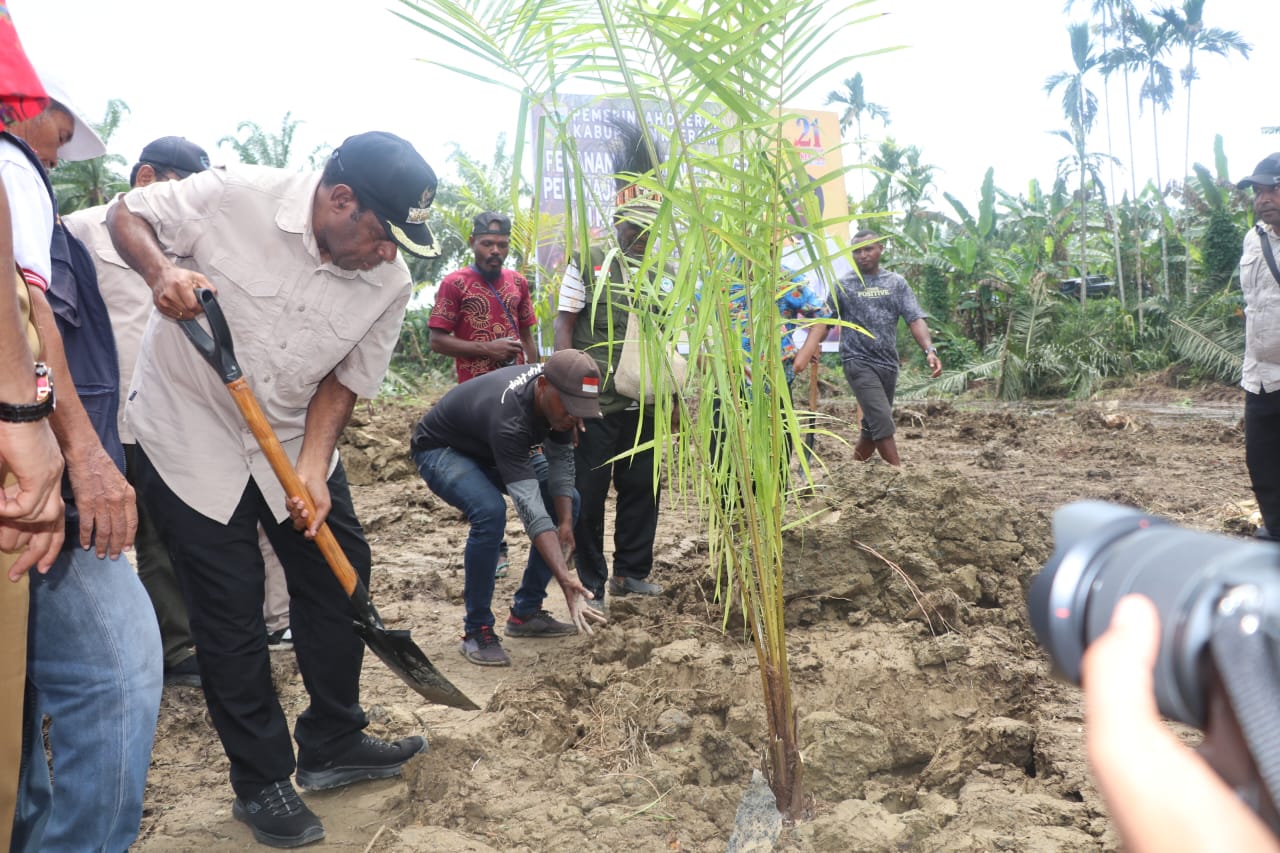 Bupati Keerom, Piter Gusbager saat penanaman sawit di Pir 1 ,Selasa (30/04/2024).