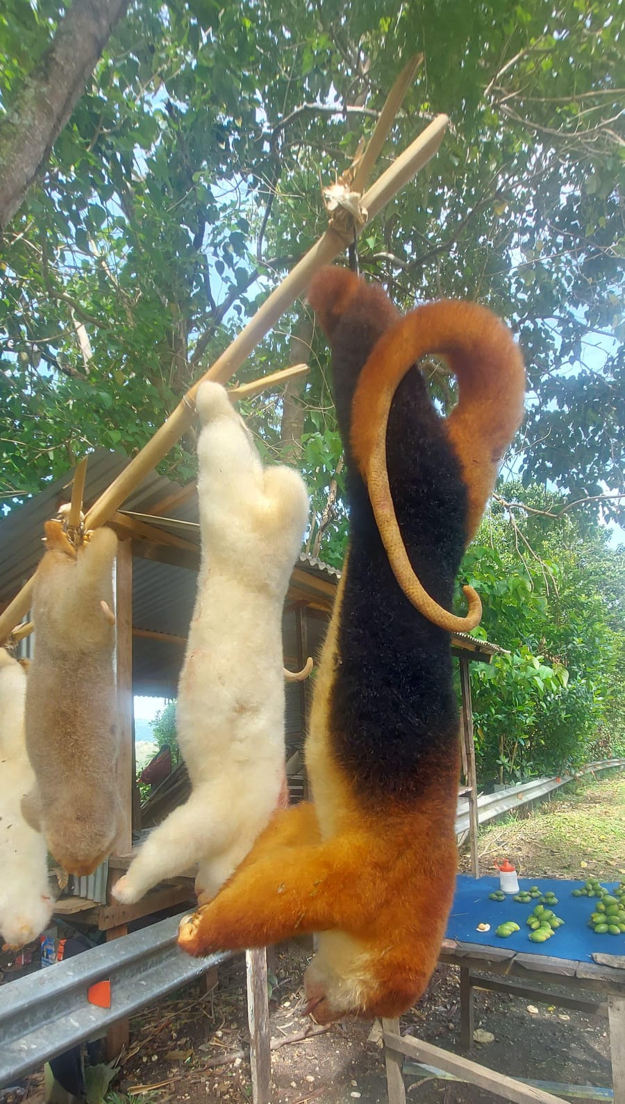 Lima ekor kus kus yang merupakan salah satu satwa dilindungi saat dipajang untuk dijual di jalan alternatif menuju Perumnas III Waena, Jumat (03/05/2024).