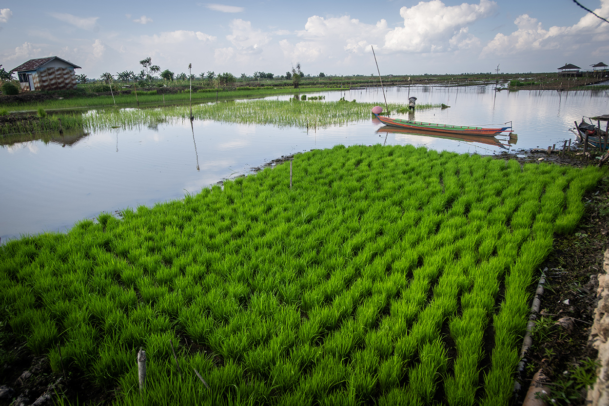 Petani menanam padi konvensional di lahan rawa di Kabupaten Hulu Sungai Selatan, Kalimantan Selatan.