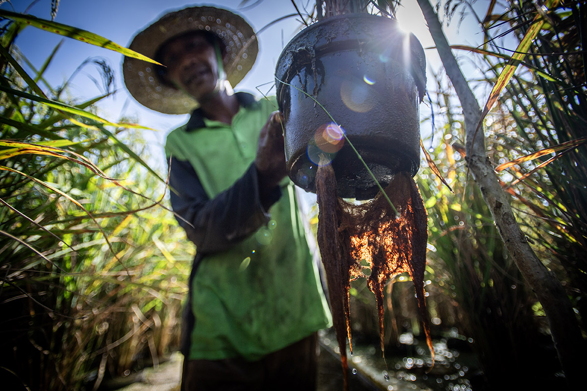 Petani Suparlan menunjukkan akar padi apung di Desa Sampurna, Kabupaten Barito Kuala, Kalimantan Selatan.