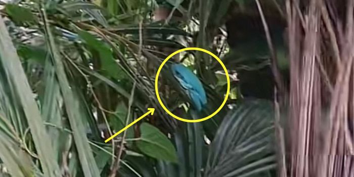 TANGKAPAN LAYAR &ndash; Kodok biru langka Australia, Blue Dumpy Frog, ditemukan seorang warga di belakang rumahnya di Timika, Mimika, Papua Tengah.