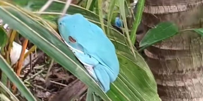 TANGKAPAN LAYAR &ndash; Kodok biru langka Australia, Blue Dumpy Frog, ditemukan seorang warga di belakang rumahnya di Timika, Mimika, Papua Tengah.