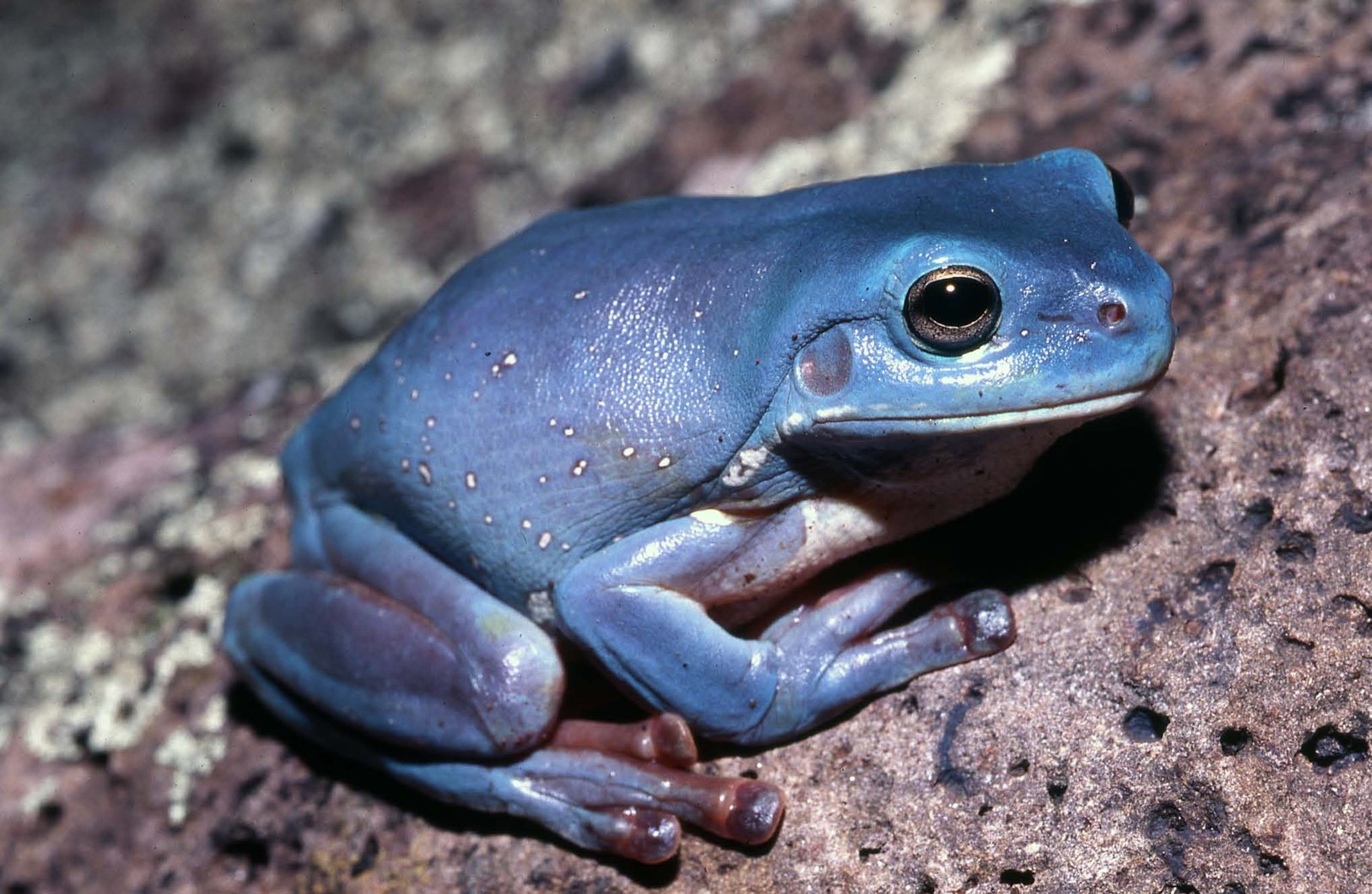 A blue specimen of the Green Tree Frog, Litoria caerulea.