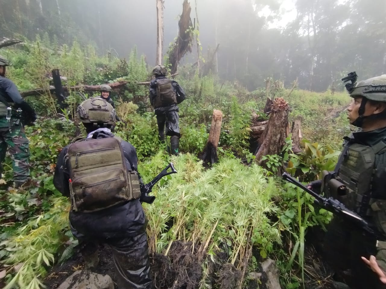 Satgas Yonif 512/QY saat serahkan 204 pohon ganja kepada Wakapolres Pegunungan Bintang, Kompol Micha Toding Potty, di Mapolres Pegubin, Jumat (28/3/2025). (CEPOSINLINE.COM/Korem 172 PWY)