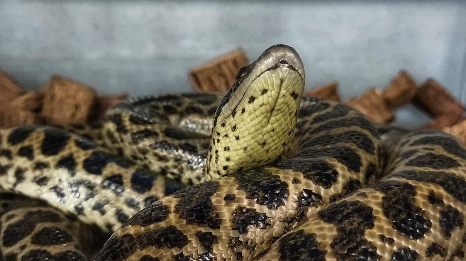 Ular Aconda yang dipamerkan pada kegiatan Jayapura Pet Fest yang menghadirkan sejumlah satwa uni di Saga Waena, Rabu (28/5/2025).(CEPOSONLINE/GAMEL)