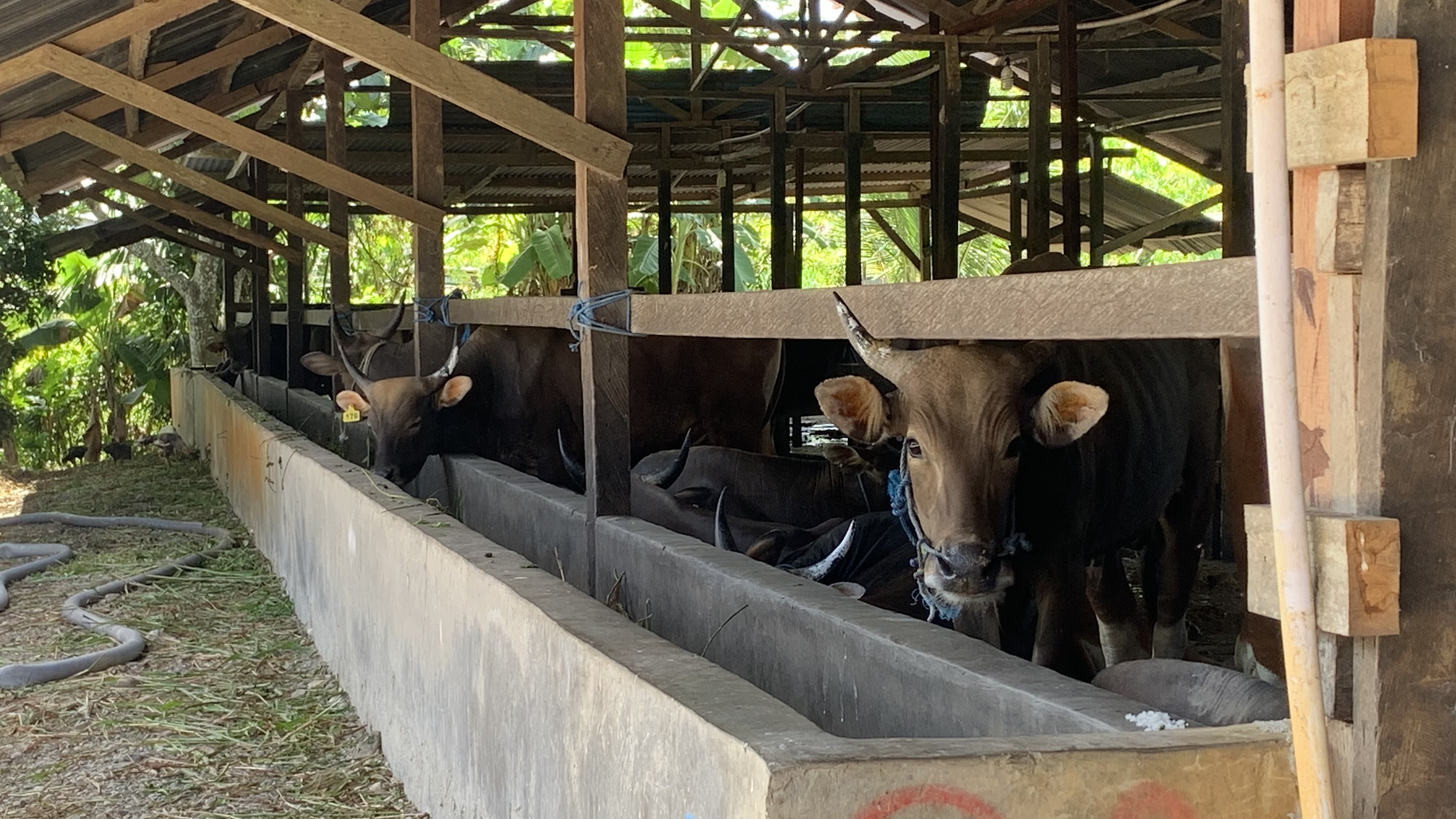 Sapi kurban terlihat sedang memakan rumput yang diletakkan di dalam kandang milik Ahmad Aswan. (Foto: Cenderawasih Pos/Moh. Wahyu Welerubun).