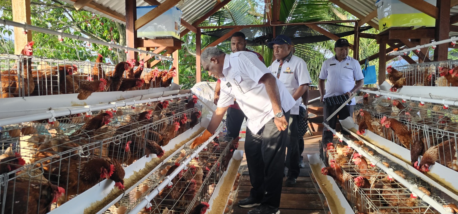 Wali Kota Jayapura, Abisai Rollo saat meninjau usaha pertenakan ayam telur di Kampung Waena, Distrik Heram, Kota Jayapura, Selasa (25/6/2025).