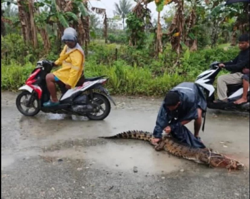 Tangkapan layar video amatir warga saat mengeksekusi buaya yang naik ke pemukiman warga di Distrik Wania.