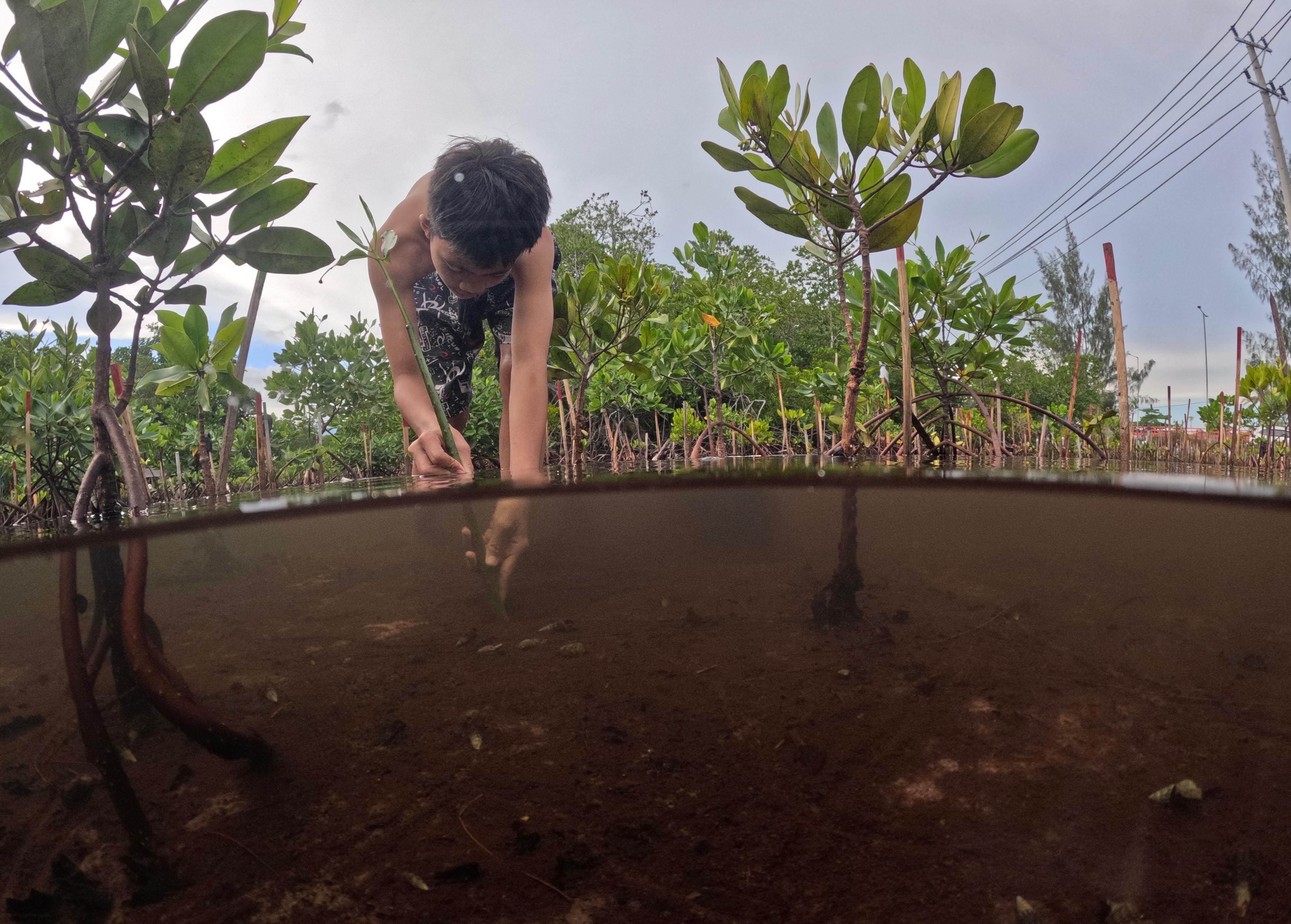 Salah satu anak di pesisir Teluk Youtefa saat merawat dan menanam bibit Mangrove di Hutan Perempuan. PLN ikut berperan dalam menjaga kelestarian Hutan Perempuan. (CEPOSONLINE.COM/ERIANTO).