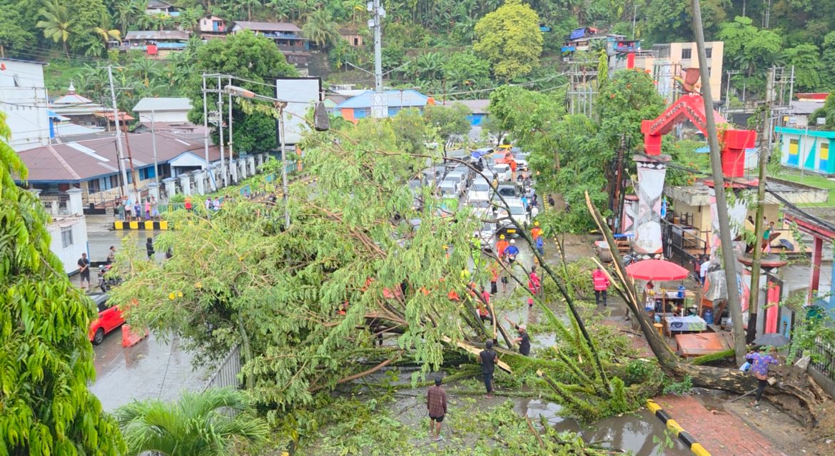 Pohon besar tumbang dan membentang menghalangi jalan di depan Mal Jayapura, Kota Jayapura, Papua, pada Selasa 28 Oktober 2025. (CENDERAWASIH&nbsp;POS/ELFIRA)