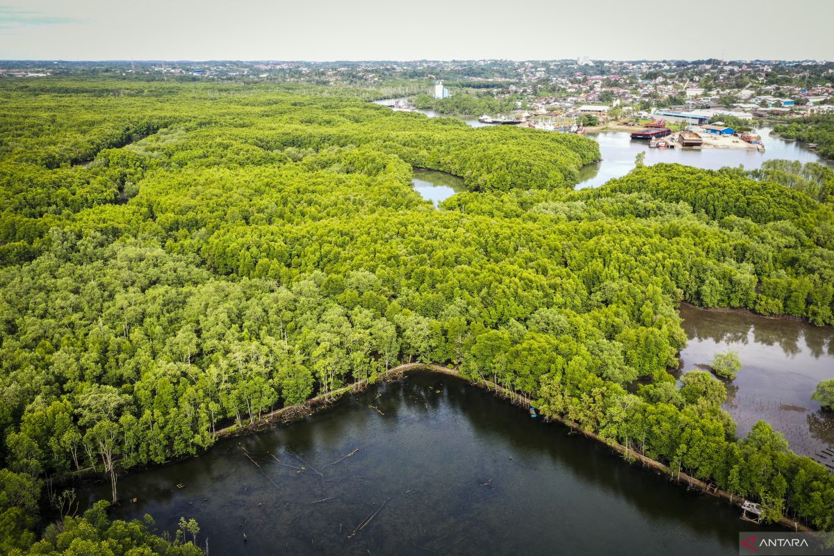 Foto udara hutan mangrove Teluk Balikpapan, Kariangau, Kalimantan Timur, Senin (3/10/2022). ANTARA FOTO/Rivan Awal Lingga/hp.