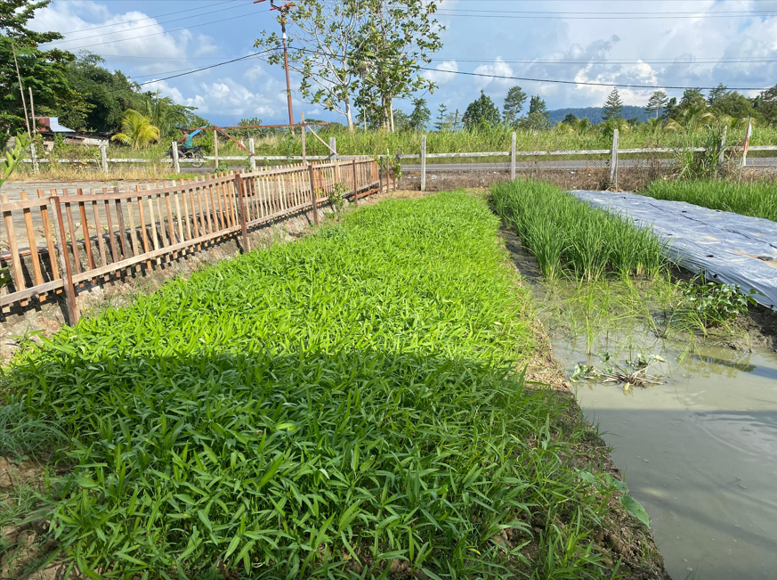 Nampak Kebun dan sawah binaan Kodim di Biha. (CEPOSONLINE.COM/HUMAS KODIM)