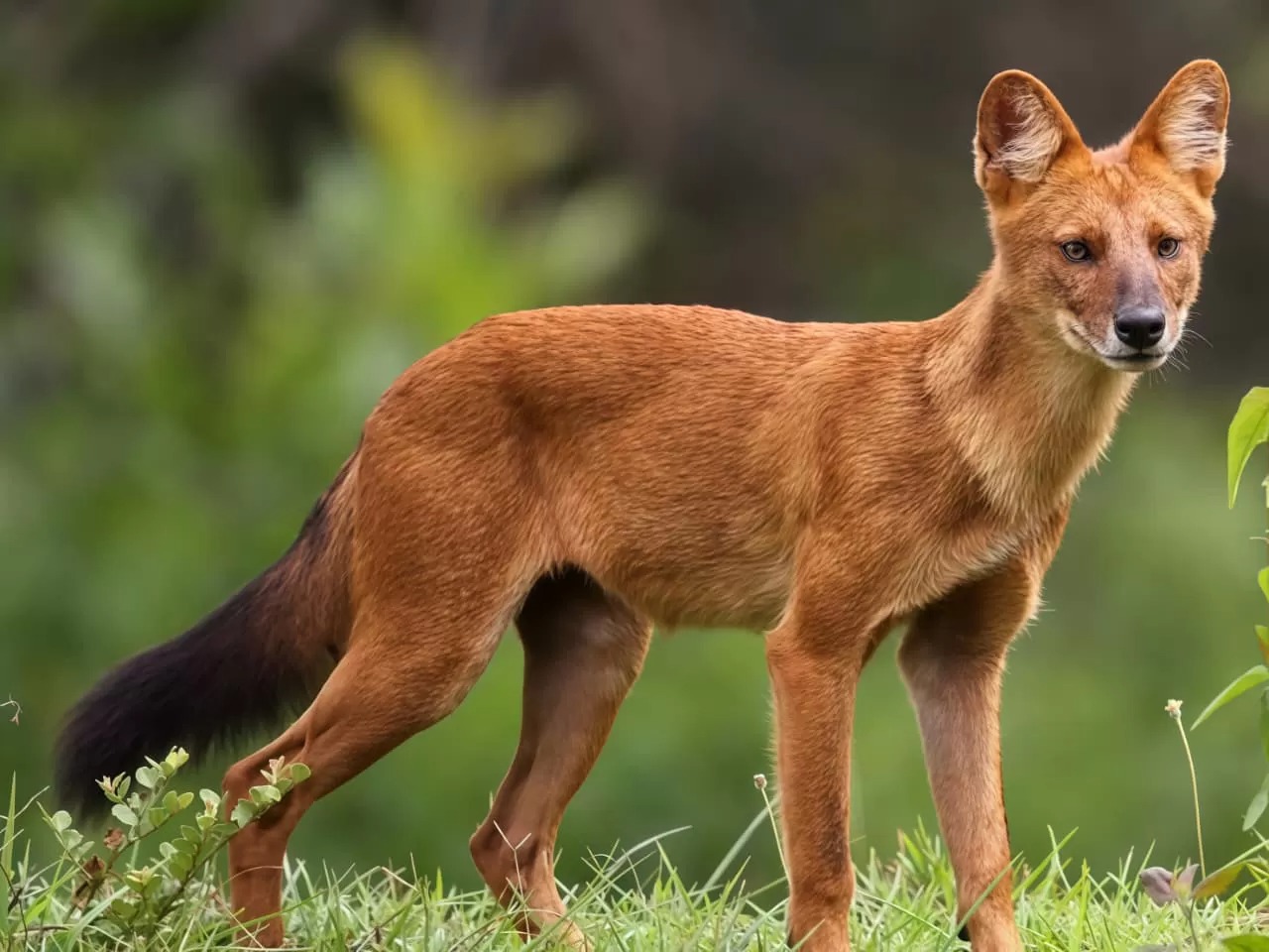 Hampir Punah: Ajag, Satwa liar khas Indonesia yang kini terancam punah dan membutuhkan perlindungan habitat lebih kuat.