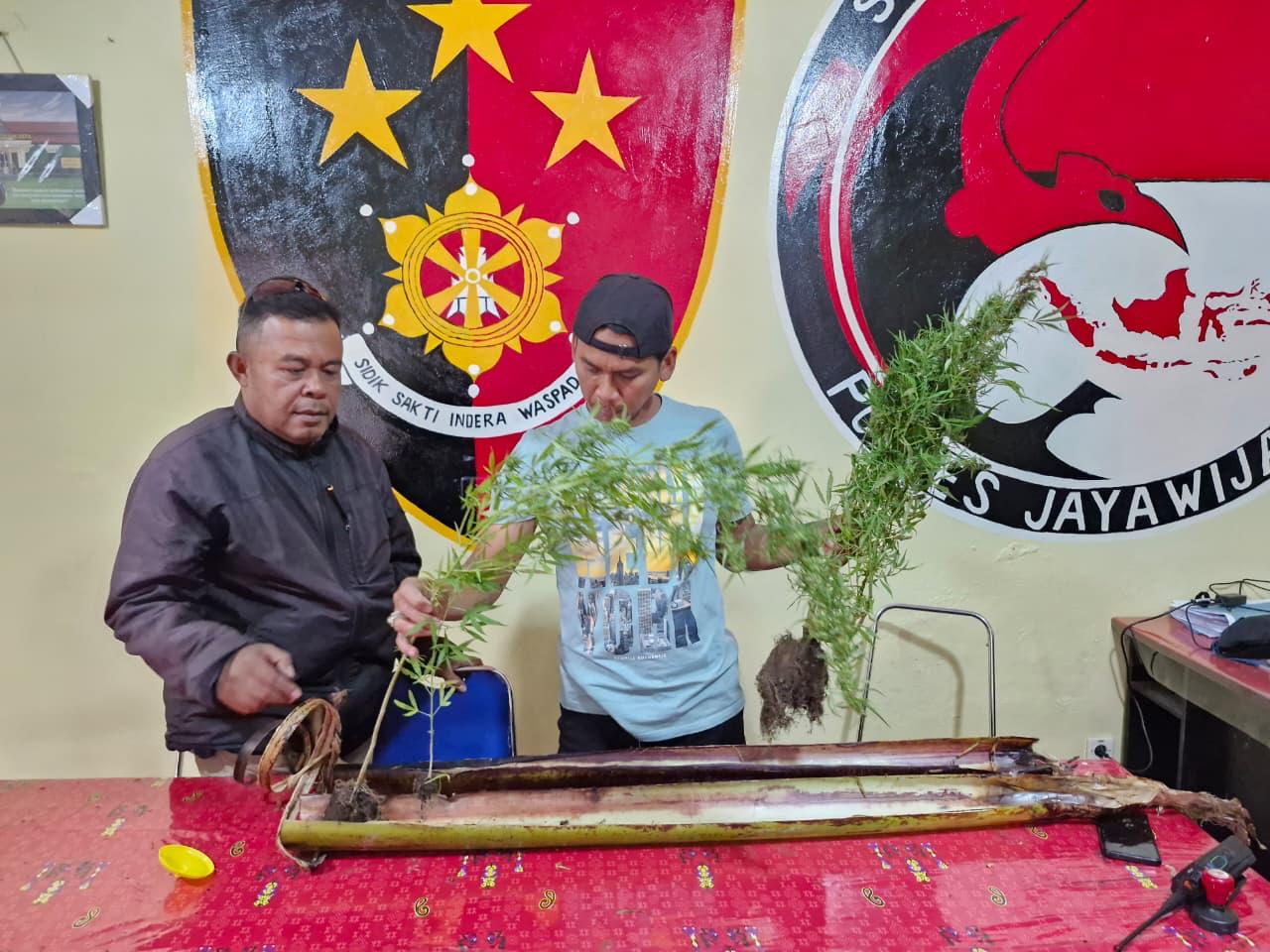 167 Tamanan Ganja Di Temukan Polres Jayawijaya di Dua Tempat Berbeda