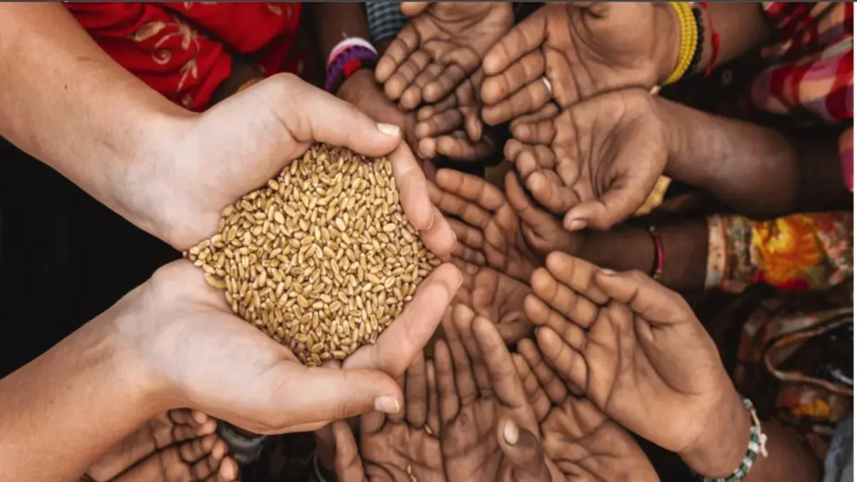 Ilustrasi gandum. (ISTIMEWA) 