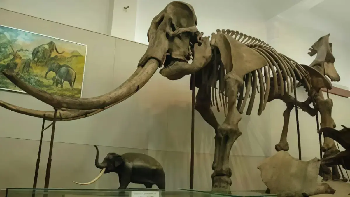 Ilustrasi Fosil Gajah. (ISTIMEWA) 