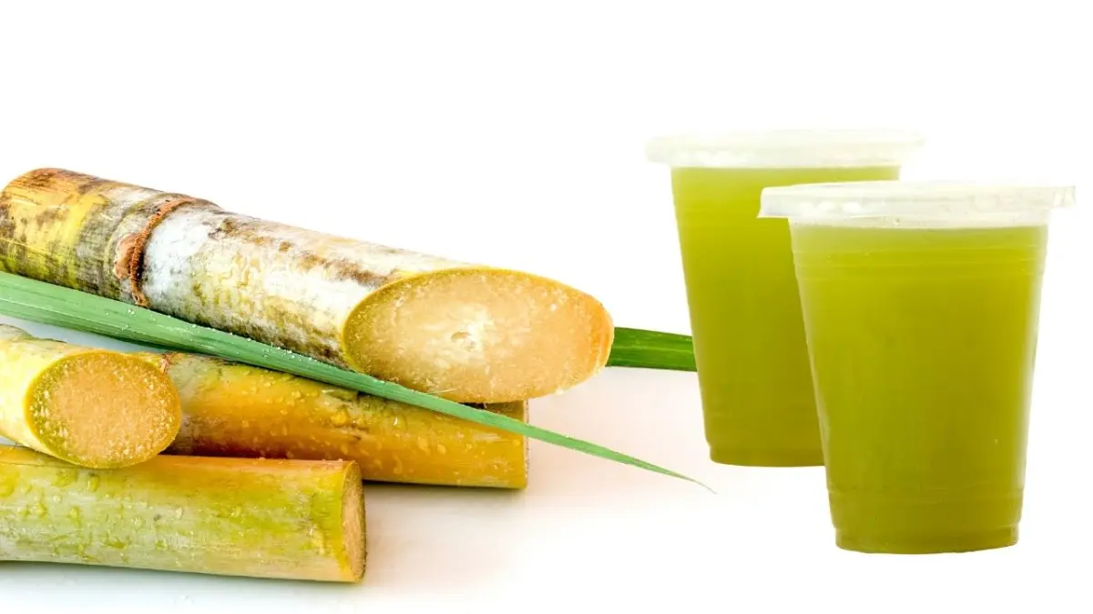 ILUSTRASI TEBU. (CANVA)