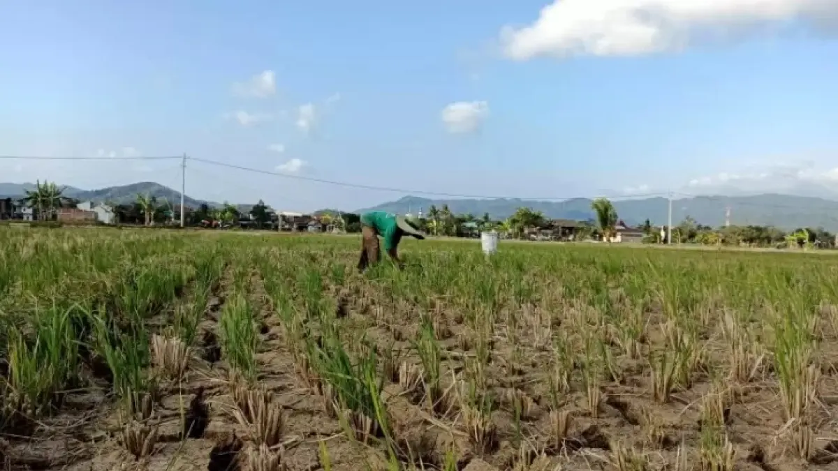 SAWAH KERING: Fenomena El Nino berdampak rendahnya curah hujan hingga mengakibatkan kekeringan. (NUR CAHYONO/JAWA POS RADAR PACITAN)&nbsp;
