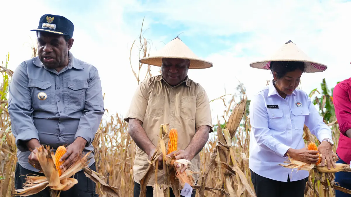 Gubernur Papua, Matius D Fakhiri didampingi Bupati Keerom, Piter Gusbager saat melakukan panen raya jagung nasional di Kampung Sanggaria, Arso 1, Kabupaten Keerom, Kamis (30/4/2026).(Ceposonline.com/Humas Pemprov).