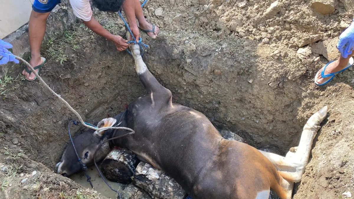 Proses pemusnahan sapi ilegal oleh Karantina Papua Tengah. (Foto: Istimewa).