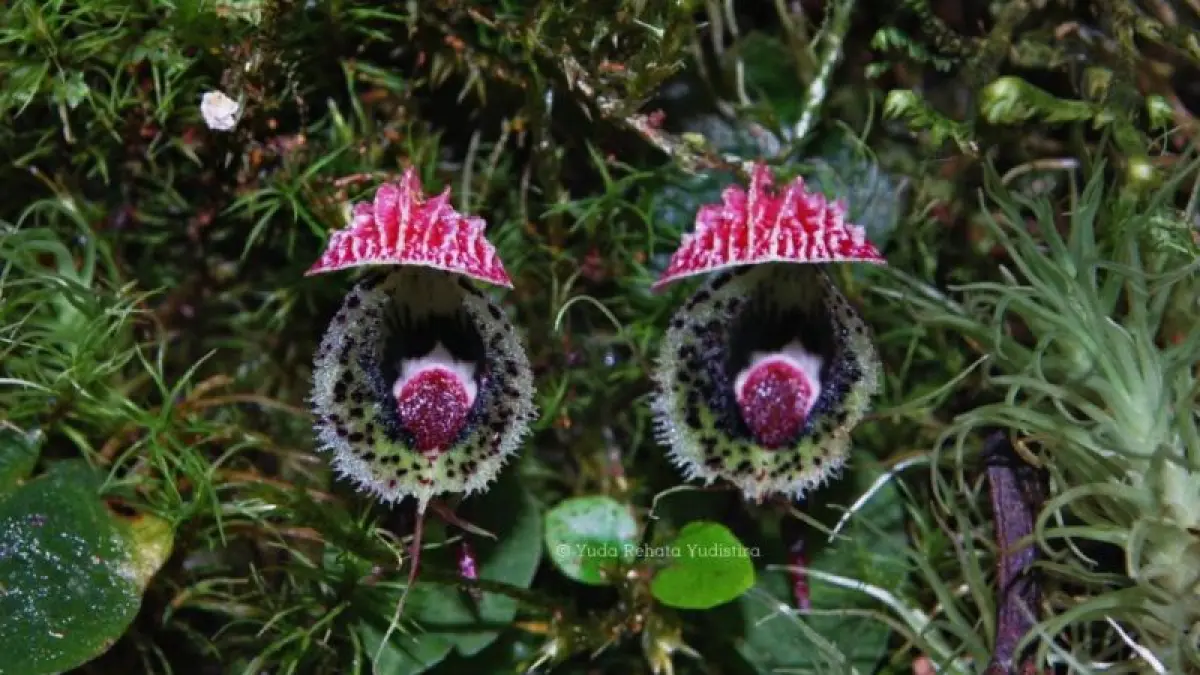 Corybas calopeplos, salah satu dari sepuluh spesies anggrek Indonesia yang baru didokumentasikan oleh Badan Riset dan Inovasi Nasional (BRIN) dan sejumlah mitra riset. (Ceposonline.com/ANTARA/HO-BRIN)