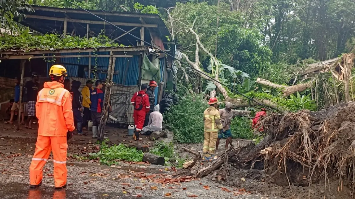 Kondisi sebatang pohon besar yang tumbang dan melintang di Jalan Poros Timika-Mapurujaya Kilometer 6, Distrik Wania, Mimika, setelah diterjang angin kencang dan hujan deras, Senin (18/5/2026). (Ceposonline.com/ Dokumen BPBD Mimika)