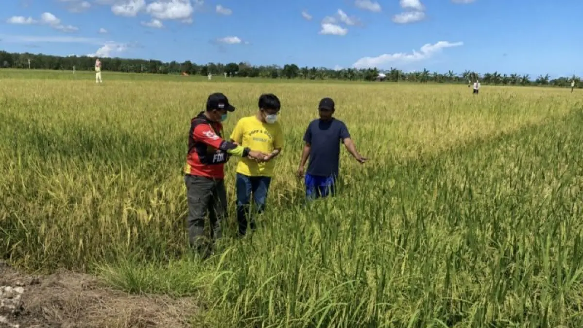 Tim Bulog Kapuas saat meninjau sawah petani di wilayah Terusan Kecamatan Bataguh Kabupaten Kapuas Kalimantan Tengah beberapa waktu lalu. ANTARA/Muhammad Arif Hidayat