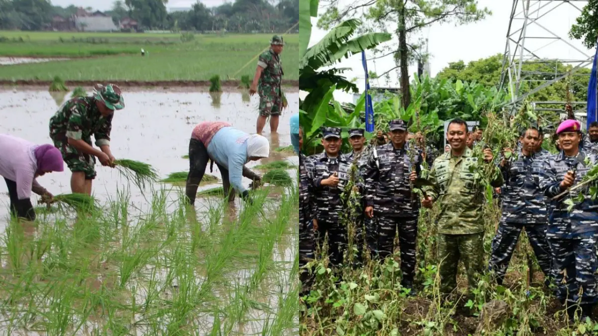 TNI Punya Tugas Baru: Tanam Padi dan Produksi Kedelai(TNI AD)