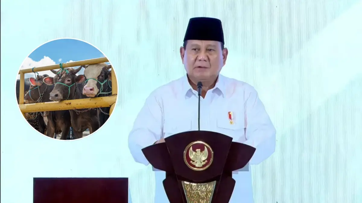 Sapi Kurban Presiden Prabowo Habiskan Anggaran Negara Rp100 Miliar