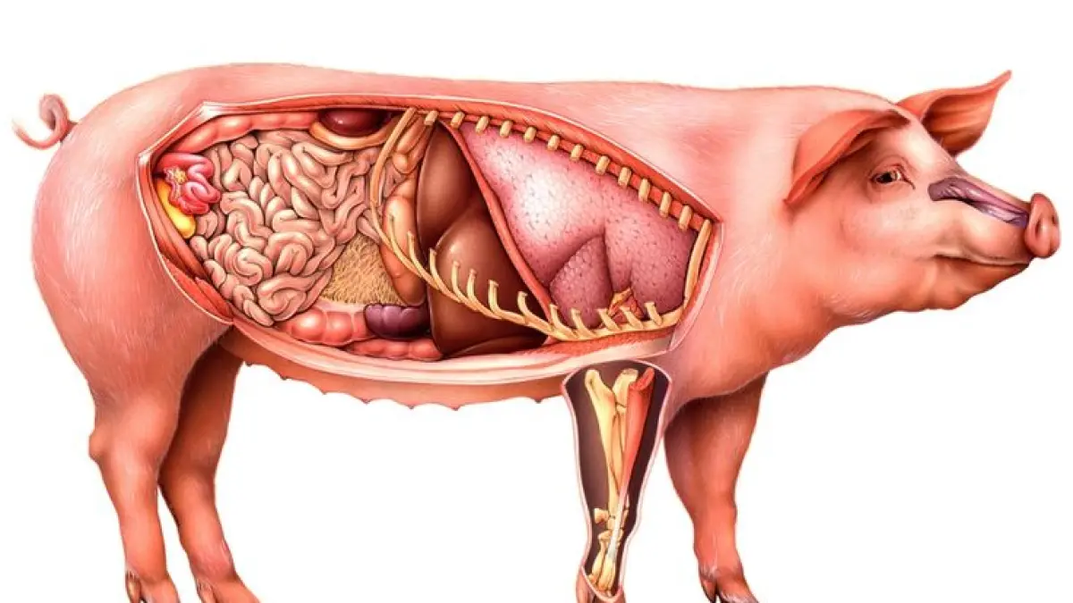 Organ tubuh babi (ilustrasi pinterest)