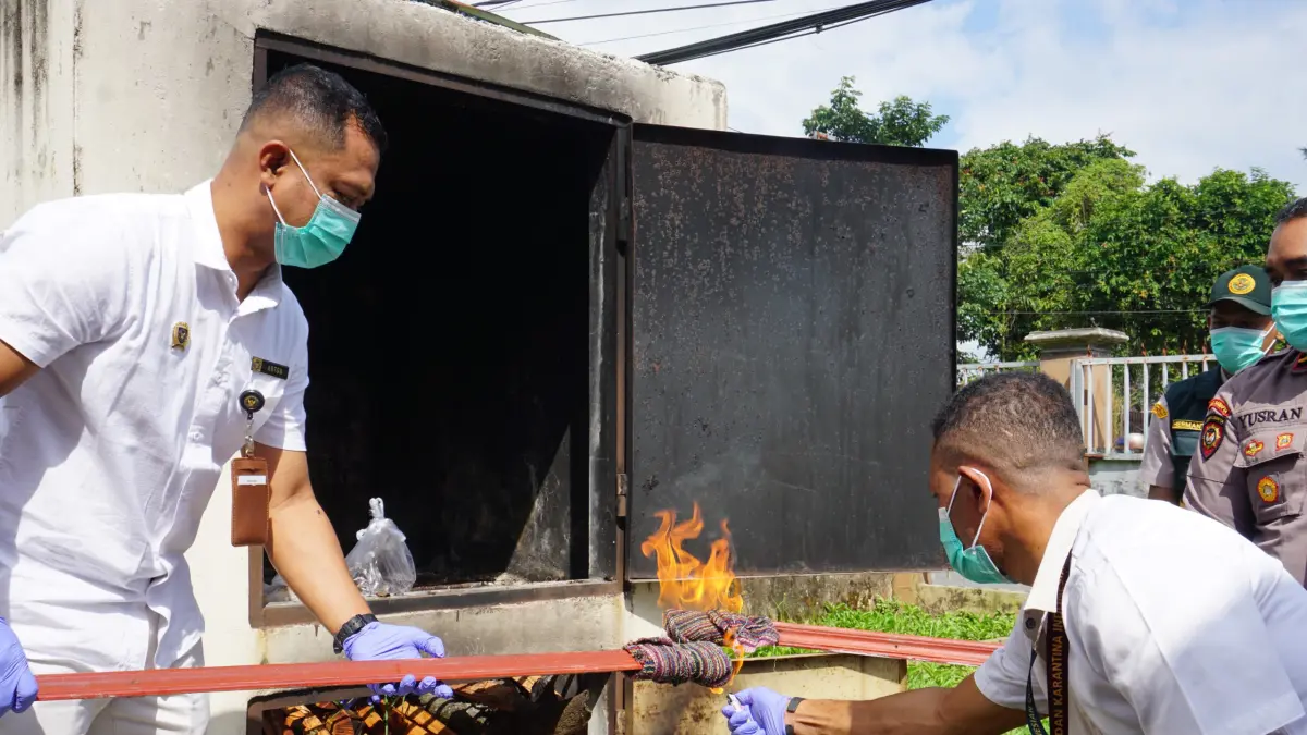 Proses pemusnahan 2 kg daging tikus tanah, 4 kilogram daging babi, serta arsip sampel laboratorium yang telah dilakukan pengujian, bertempat di kantor Kantor Karantina Papua Tengah, Rabu (29/7/2026). (Foto: Istimewa).