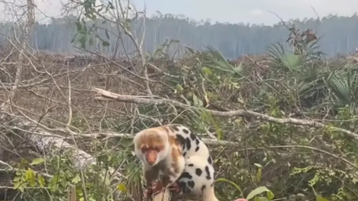 Kuskus Bergelantungan di Pohon yang Ditebang, Deforestasi Papua Selatan Tuai Sorotan. (ISTIMEWA) 