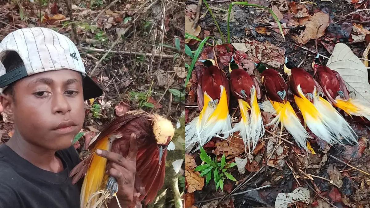 Terduga pelaku pemburuan burung cenderawasih saat bersefie sambil memegang hasil tangkapannya, Rabu (19/8/2026)