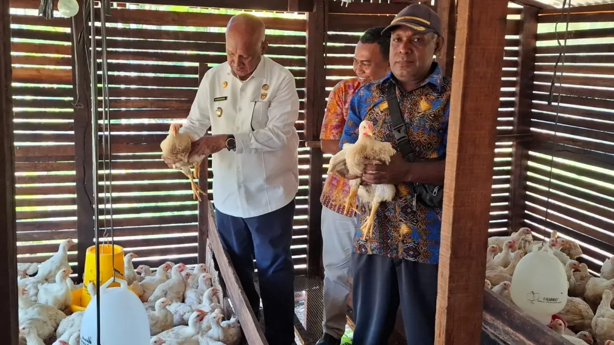Bupati Biak Numfor Markus O. Mansnembra didampingi Plt. Kepala Dinas Pertanian dan Tanaman Pangan Kabupaten Biak Numfor drh. Bambang Haryanto saat melakukan panen perdana ayam broiler di Kelompok Tani Kobeoser dan Wirbepres di Kampung Mambesak, Distrik Biak Utara, Jumat (21/8/2026).&nbsp;